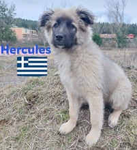 HERCULES, Hund, Griechischer Hirtenhund in Griechenland - Bild 5