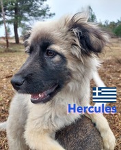 HERCULES, Hund, Griechischer Hirtenhund in Griechenland - Bild 6