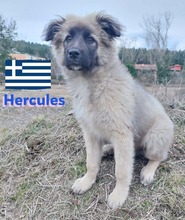 HERCULES, Hund, Griechischer Hirtenhund in Griechenland - Bild 7