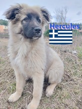 HERCULES, Hund, Griechischer Hirtenhund in Griechenland - Bild 8