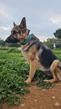 LADYROSE, Hund, Schäferhund-Mischling in Spanien - Bild 10