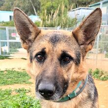 LADYROSE, Hund, Schäferhund-Mischling in Spanien - Bild 2