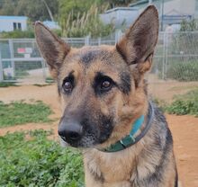 LADYROSE, Hund, Schäferhund-Mischling in Spanien - Bild 3