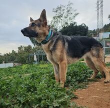 LADYROSE, Hund, Schäferhund-Mischling in Spanien - Bild 4