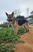 LADYROSE, Hund, Schäferhund-Mischling in Spanien - Bild 5