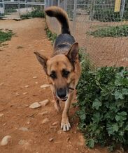 LADYROSE, Hund, Schäferhund-Mischling in Spanien - Bild 6