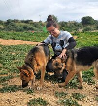 LADYROSE, Hund, Schäferhund-Mischling in Spanien - Bild 7