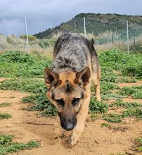 LADYROSE, Hund, Schäferhund-Mischling in Spanien - Bild 8