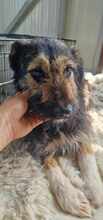 COCOA, Hund, Mischlingshund in Bulgarien - Bild 11