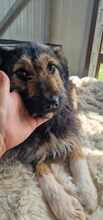 COCOA, Hund, Mischlingshund in Bulgarien - Bild 12