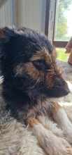COCOA, Hund, Mischlingshund in Bulgarien - Bild 13