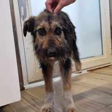 COCOA, Hund, Mischlingshund in Wietze - Bild 1