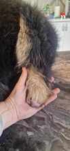 COCOA, Hund, Mischlingshund in Wietze - Bild 10
