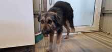 COCOA, Hund, Mischlingshund in Wietze - Bild 2