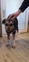 COCOA, Hund, Mischlingshund in Wietze - Bild 4