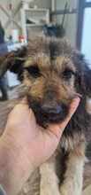 COCOA, Hund, Mischlingshund in Wietze - Bild 5