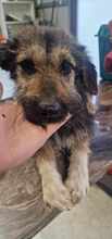 COCOA, Hund, Mischlingshund in Wietze - Bild 7