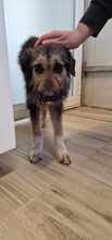 COCOA, Hund, Mischlingshund in Wietze - Bild 8