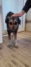 COCOA, Hund, Mischlingshund in Wietze - Bild 9