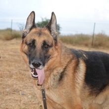 CURRO, Hund, Deutscher Schäferhund-Mix in Spanien - Bild 1