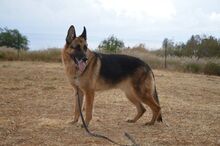 CURRO, Hund, Deutscher Schäferhund-Mix in Spanien - Bild 2