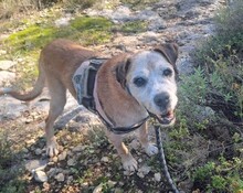 OKKY, Hund, Mischlingshund in Spanien - Bild 2