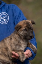 AGLARANNA, Hund, Mischlingshund in Ungarn - Bild 1