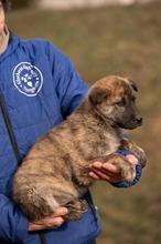 AGLARANNA, Hund, Mischlingshund in Ungarn - Bild 2