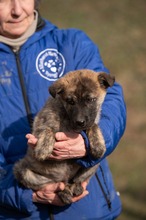 AGLARANNA, Hund, Mischlingshund in Ungarn - Bild 3