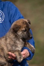 AGLARANNA, Hund, Mischlingshund in Ungarn - Bild 4