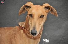 PIKI, Hund, Galgo Español in Donzdorf - Bild 1