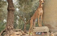 PIKI, Hund, Galgo Español in Donzdorf - Bild 4