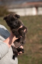 ASIA, Hund, Mischlingshund in Ungarn - Bild 3