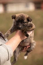 ALLIE, Hund, Mischlingshund in Ungarn - Bild 2