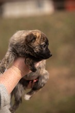 ALLIE, Hund, Mischlingshund in Ungarn - Bild 3