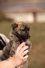 ALLIE, Hund, Mischlingshund in Ungarn - Bild 6