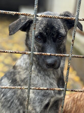 ALLIE, Hund, Mischlingshund in Delmenhorst
