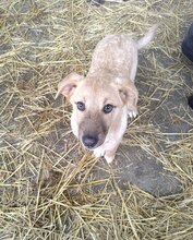 VIOLA, Hund, Mischlingshund in Rumänien - Bild 2