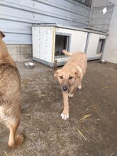 VIOLA, Hund, Mischlingshund in Rumänien - Bild 3