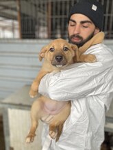 VIOLA, Hund, Mischlingshund in Rumänien - Bild 4