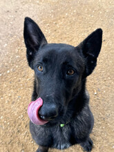 BOLT, Hund, Malinois Mischling in Spanien - Bild 1