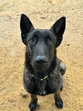 BOLT, Hund, Malinois Mischling in Spanien - Bild 3