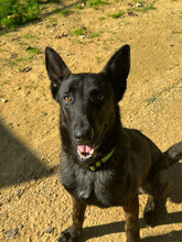 BOLT, Hund, Malinois Mischling in Spanien - Bild 4