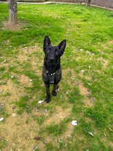 BOLT, Hund, Malinois Mischling in Spanien - Bild 7