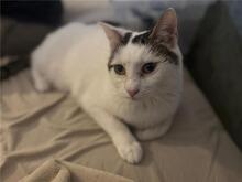 BAIRA, Katze, Europäisch Kurzhaar in Sulzfeld