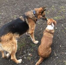 LUJZA, Hund, Mischlingshund in Slowakische Republik - Bild 9