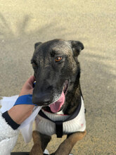 NELA, Hund, Malinois in Spanien - Bild 3