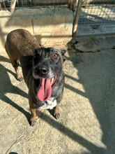 NELA, Hund, Malinois in Spanien - Bild 6