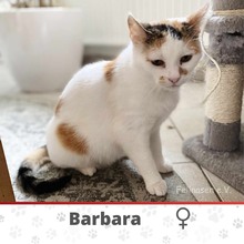 BARBARA, Katze, Europäisch Kurzhaar in Langenhagen - Bild 2