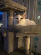 BARBARA, Katze, Europäisch Kurzhaar in Langenhagen - Bild 8